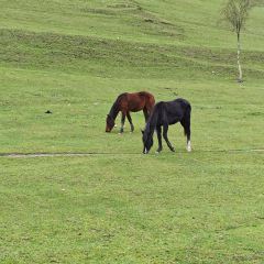 美香源泡馍馆 User Photo