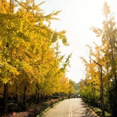 袁姐萝卜饺子(中山路店) User Photo