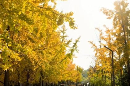 袁姐萝卜饺子(中山路店)