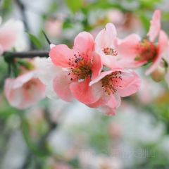 MY.girl蜜菓(霍山县蜜果饮品店) 여행 사진