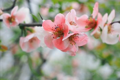 MY.girl蜜菓(霍山县蜜果饮品店)