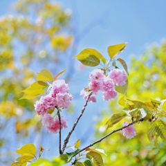 清湖人家 User Photo