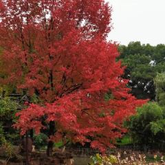 安夏食舍張用戶圖片