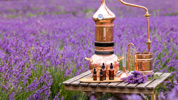 Port Arthur Lavender