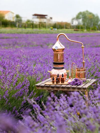 Port Arthur Lavender