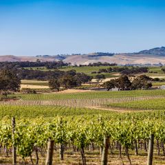 FINO at Seppeltsfield User Photo