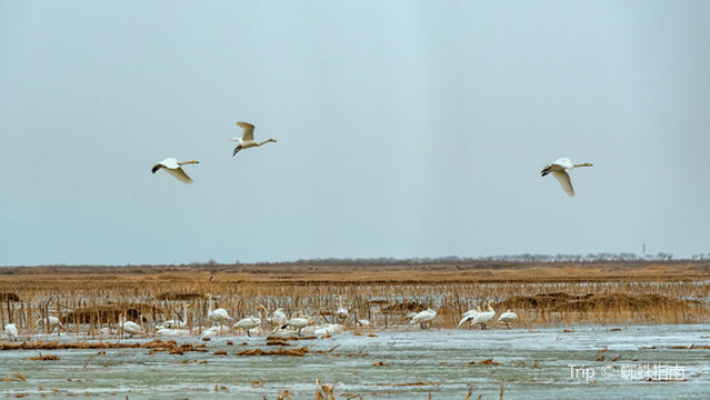 wu cheng hou niao xiao zhen