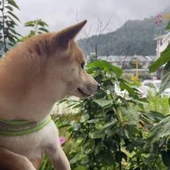 上山上璞舍民宿（五台山風景區店）·璞舍餐廳張用戶圖片