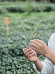 德高信茶園