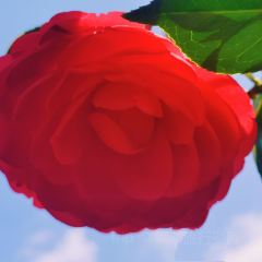 Jiahuabingwu (jinseguangchang) User Photo