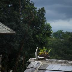景迈大寨永恩茶坊 User Photo