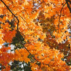 麥當勞（常州西瀛裡店）張用戶圖片