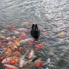 青枫浦餐厅 User Photo