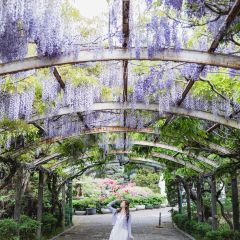 Wisteria Cafe User Photo