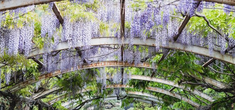 Wisteria Cafe