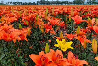 青草堂度假营地(张北草原天路店)·餐饮部 User Photo