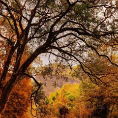 小竹林 여행 사진