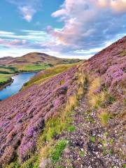 Allermuir Hill