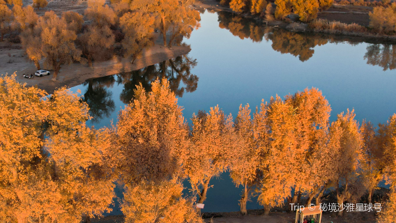 139 Populus Euphratica Secret Road