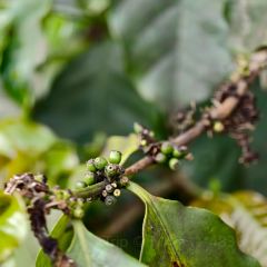 简聿咖啡 User Photo