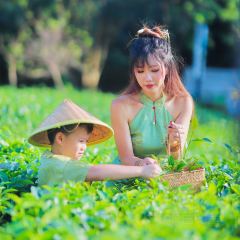 T三峰林茶谷野奢帐篷营地·T三茶宴 User Photo