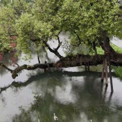 邓氏大薄片 여행 사진