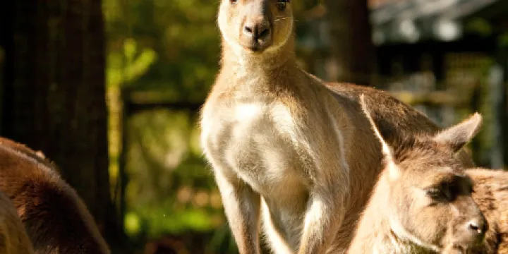凱布拉姆動物園
