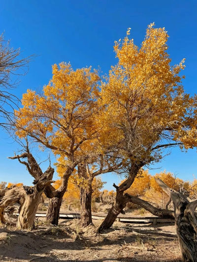 Primeval Populus Euphratica Forest Ecological and Cultural Scenic Area