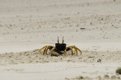 Snowy Bears Restaurant