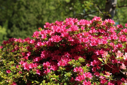 The Elephant Restaurant by Simon Hulstone