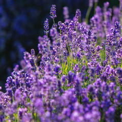 Port Arthur Lavender User Photo