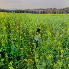 粤秀古树庄园 User Photo