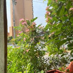 Black Gooseberry Chiangmai User Photo