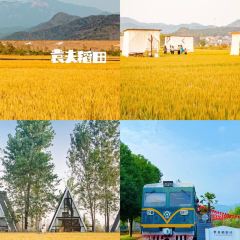 袁夫稻田火车餐厅 User Photo