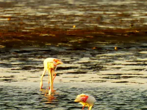 Flamingo Lagoon
