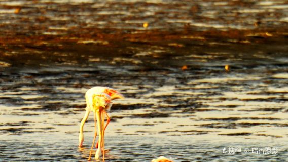 Flamingo Lagoon
