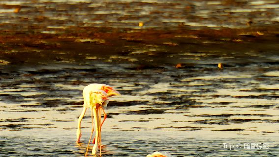 Walvis Bay
