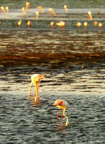 Flamingo Lagoon