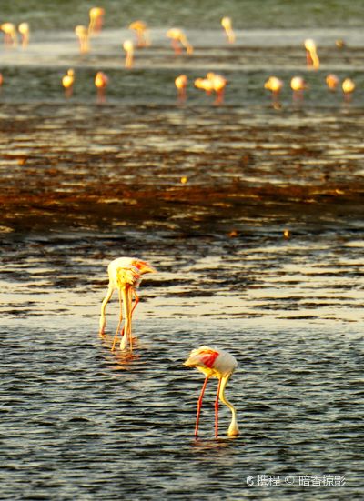 Flamingo Lagoon