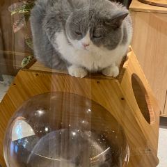 邈一kitchen喵呜餐厅(江北店) User Photo