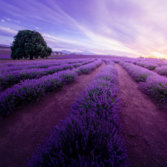 Port Arthur Lavender User Photo