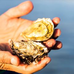 Tarkine Fresh Oysters User Photo
