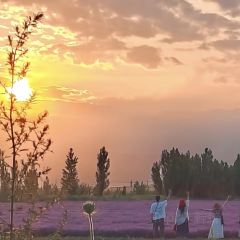 霍城花田庭苑民宿·中餐厅 User Photo