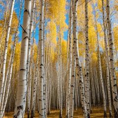 DA WEI ROAST WHOLE LAMB User Photo