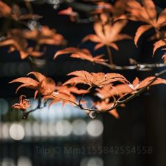临空假日酒店(赤峰和美建材城玉龙机场店)·早餐厅 여행 사진