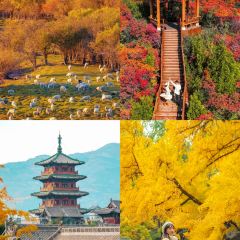 Mr chai Noodle User Photo