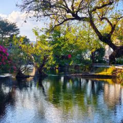 邓氏大薄片 User Photo