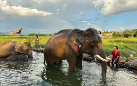 Baan Satian Elephant Park