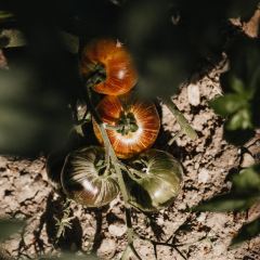 OD Urla User Photo