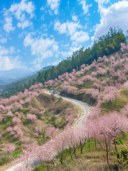 貓山櫻博園